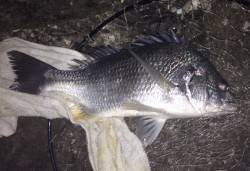 流し釣りでキビレ！