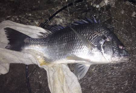 流し釣りでキビレ！