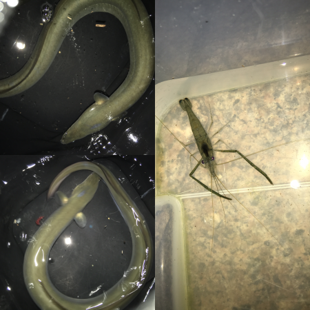 ゆうまづめのテナガエビ&うなぎ釣り…