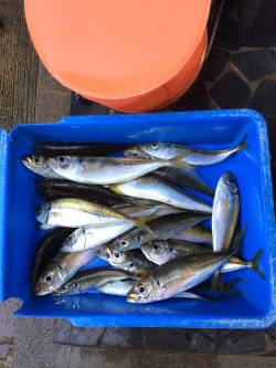 アジ釣り㉑