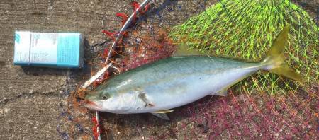 ボウズは逃れた。。