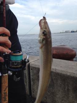 タチウオには早かったか