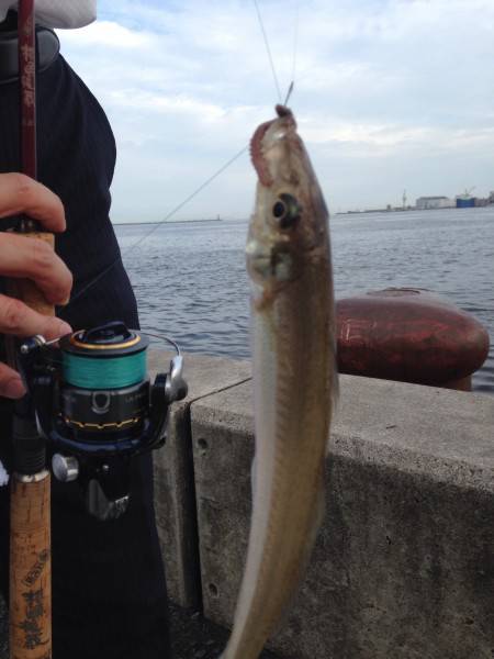 タチウオには早かったか