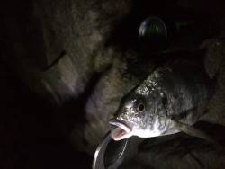 アジングのハズが…笑