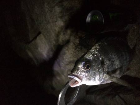 アジングのハズが…笑