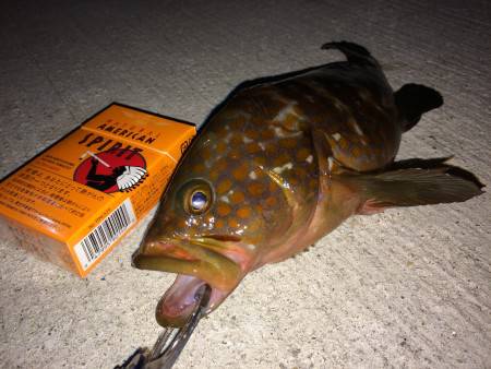 アジングですが…