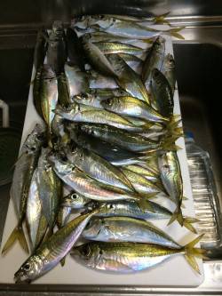アジ釣り㉕