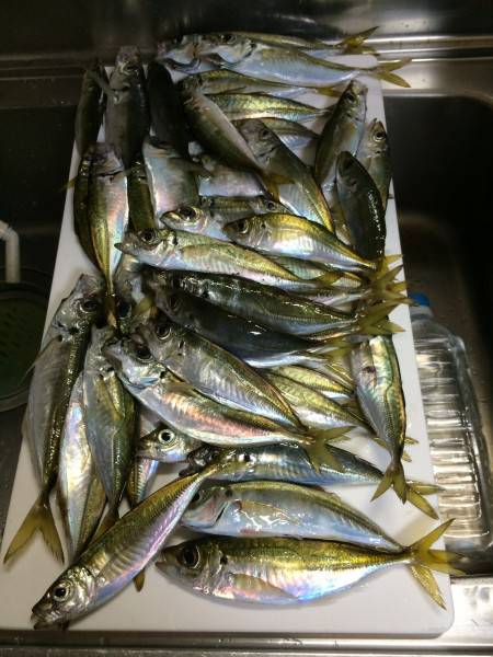 アジ釣り㉕
