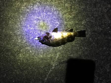 休日前のメバリング