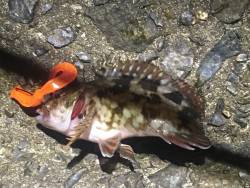 仕掛けかれている網にやられっぱなし…