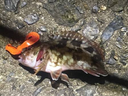 仕掛けかれている網にやられっぱなし…