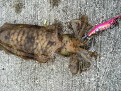 久しぶりのエギング