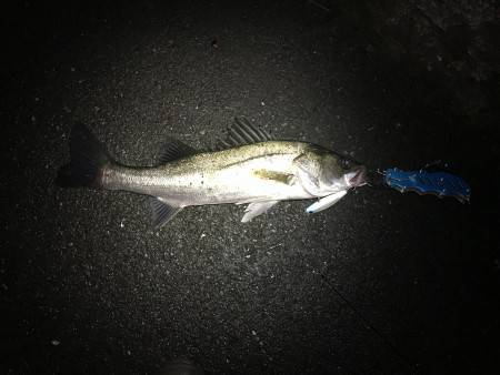 豪雨の前に釣りへ