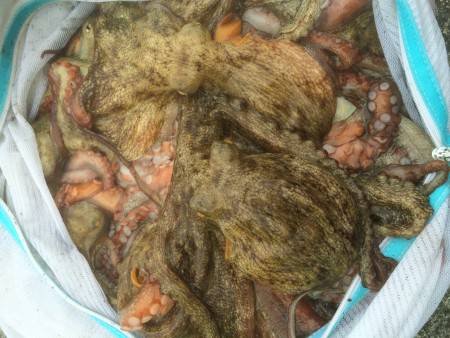 またタコってきました