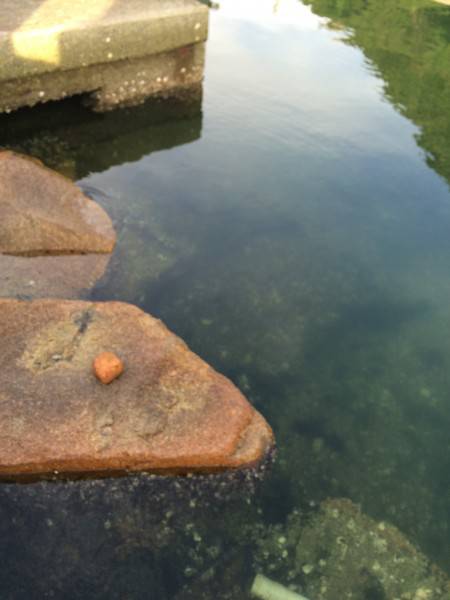 福泊でランガン釣行