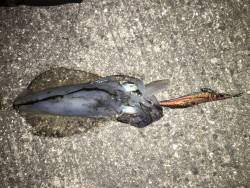 アオリンゲット