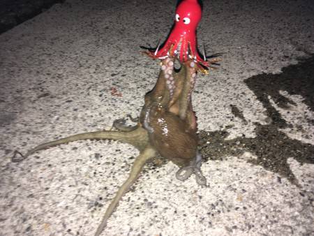 タコ釣り