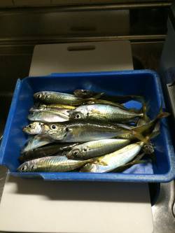 アジ釣り㉒