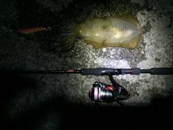 イカエギング2回目