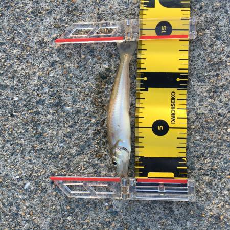 キスの刺身が食べたくて。