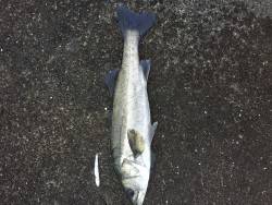 仕事前にちょっとシーバス