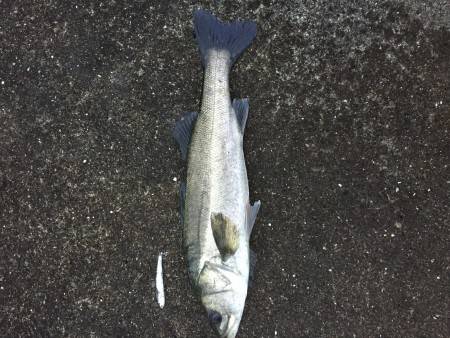 仕事前にちょっとシーバス