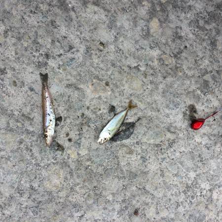 天ぷらを捕獲に