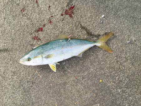 小さいけど青物w