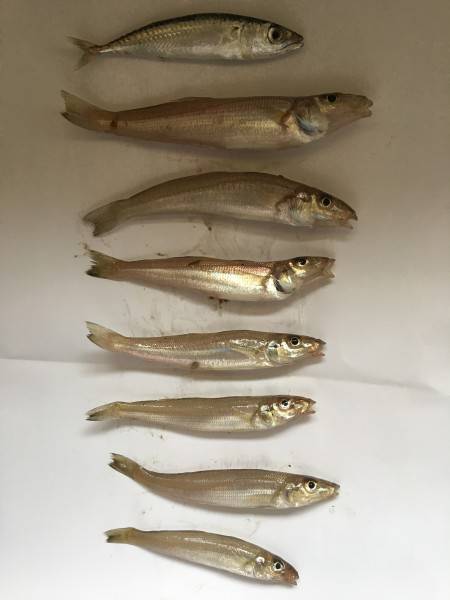 梅雨が休んでる間に