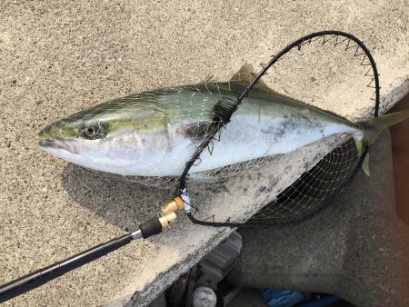 仕事終わりに青物調査