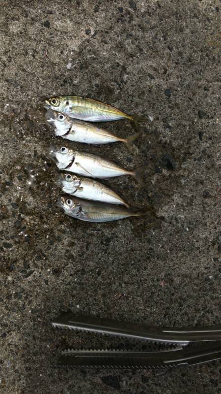 シーバス高活性、