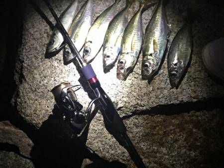 濁りの中で価値あるアジング