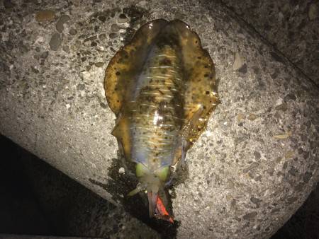 短時間エギング