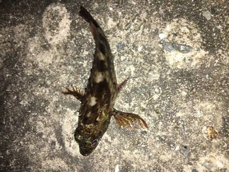 まだ釣れました