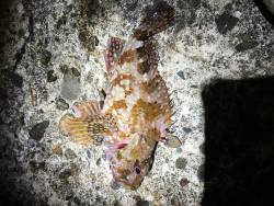 ロックフィッシュ