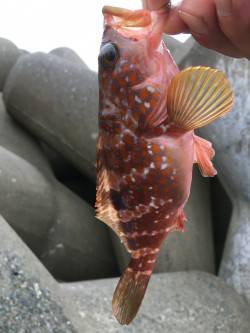 根魚