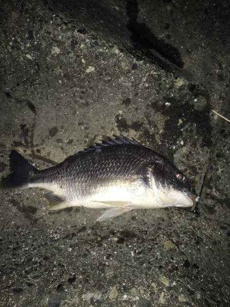 淀川キビレとシーバス