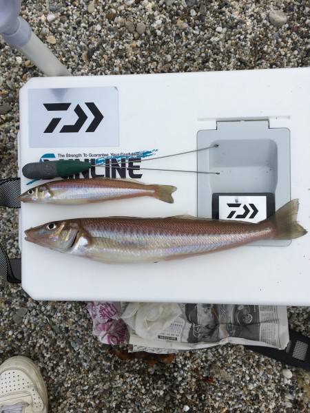 投げ釣りで２７センチのキス