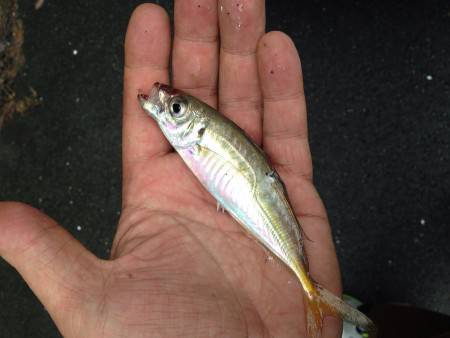 食欲旺盛なアジ