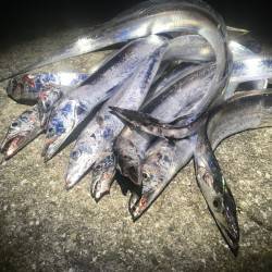 爆ってきました、夏のタチウオ！