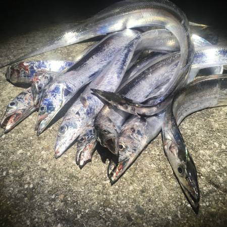 爆ってきました、夏のタチウオ！