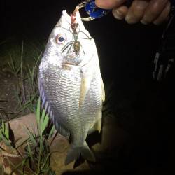 やっぱりチニング