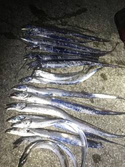 タチウオ注意報!!