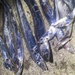 第二弾！夏タチ爆発！