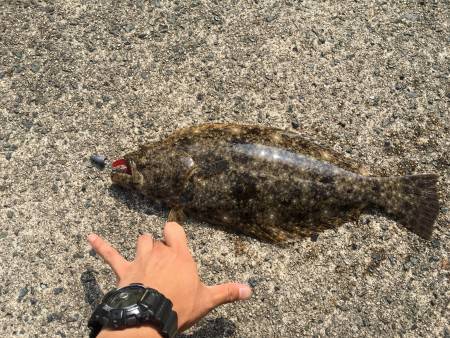 ロックフィッシュからのマゴチ