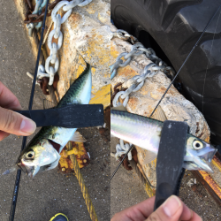 アジングならぬサバイング