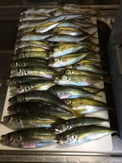 アジ釣り㉗