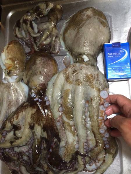 キロ超えならず!!