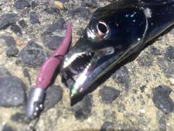 アジング外道でまさかの…