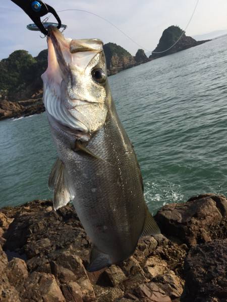 マルスズキ&真鯛& ガシラ…